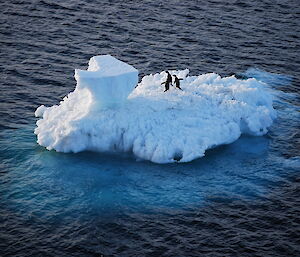 Two Adelie penguins on a small ice floe taken from above