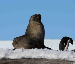 A young fur seal in the snow with penguins just behind it