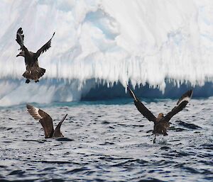 Skuas feeding over the water