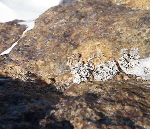 Lichen shown growing on a rock surrounded by snow