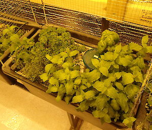 Hydroponic herbs