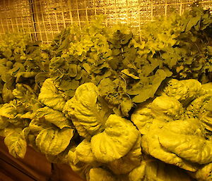 Lettuce in hydroponics