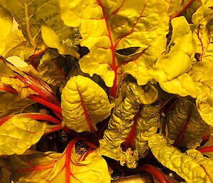 Swiss chard in hydroponics