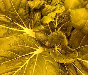 Bok Choi in hydroponics