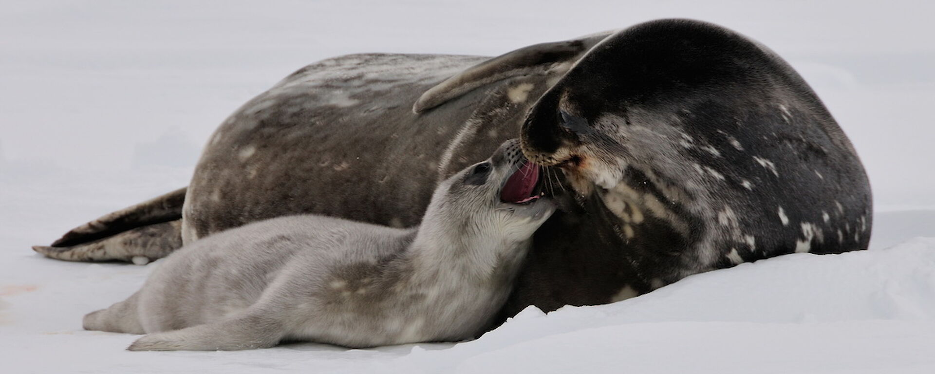 Weddell seal with pup