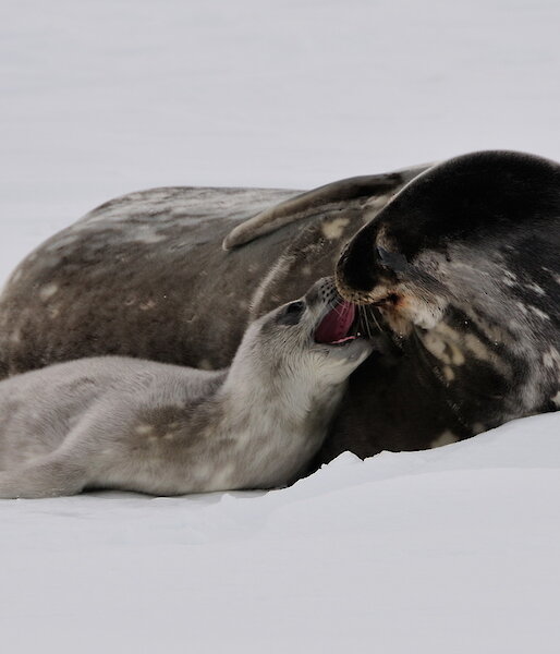 Weddell seal with pup