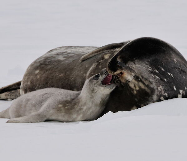 Weddell seal with pup