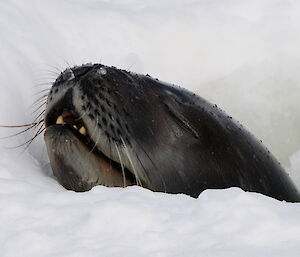 Weddell head protruding from a hole in the ice