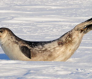 Weddell seal stretching