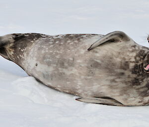 Weddel stretching on the ice