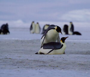 Mating emperor penguins