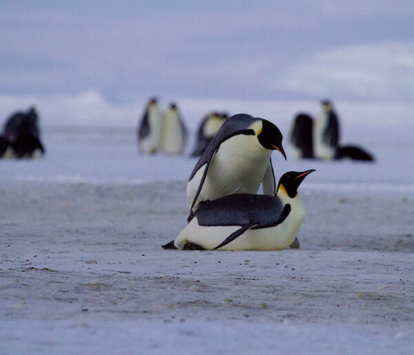 Mating emperor penguins