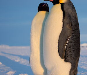 Two standing emperor penguins bask in sunshine close together