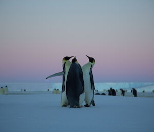 Three emperor penguins meet chest to chest on the ice