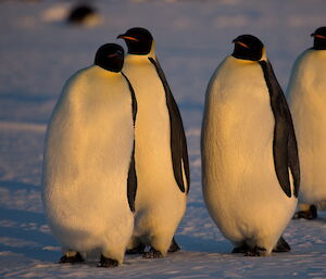 A close up of four emperor penguins in a line marching towards the camera