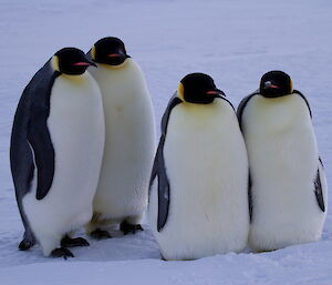 Four emperor penguins, two standing behind and two squatting on the ice in front seemingly posing for a photo