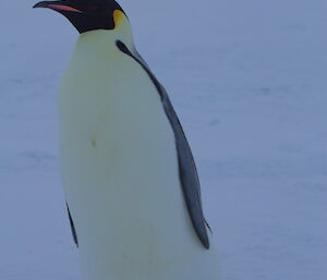 One emperor penguin leans right on the ice for a close up