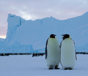 Three emperor penguins stay close with the larger colony visible in the background