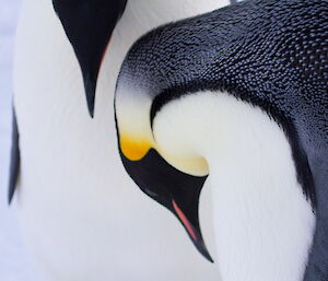 A close up of two emperor penguins’ heads