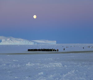 Moon over Auster rookery