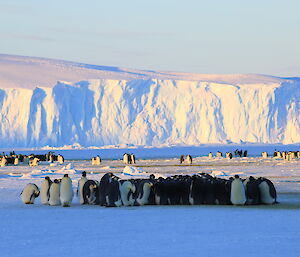 Auster rookery emperor penguin huddle close-up