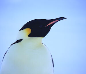 Emperor penguin close up of the head looking right