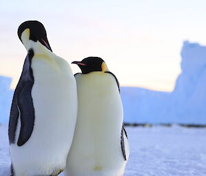 Two emperor penguins who are mated for the season sit chest to chest and look at one another