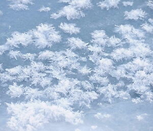 Ice crystals that have formed to resemble delicate, white flowers