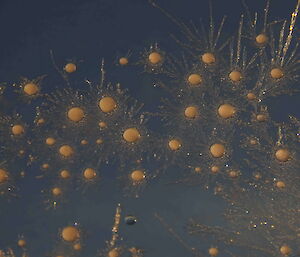 Ice formation on glass with large, yellow drops in the centre and snowflak-like crystals surrounding them