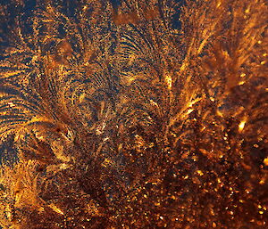 Ice crystals that look like gold feathers