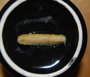 Short yellow caterpiller-like creature in a bowl