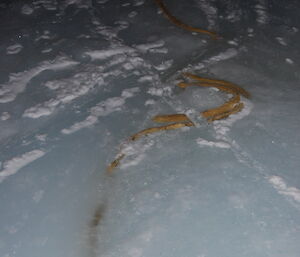 Yellow rope-like item lying in the ice