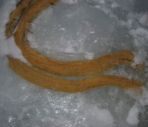 Close up of the yellow ropey item on the ice