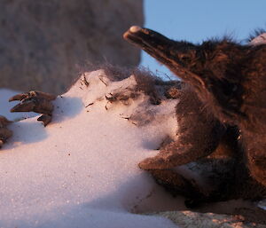 Adelie chick carcass partly covered in the ice.