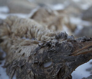 Adelie chick remains