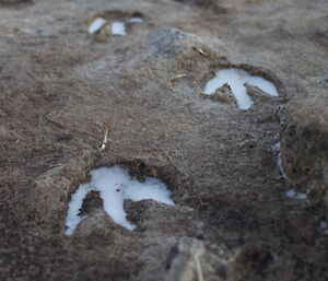 Adelie footprints in the ice.