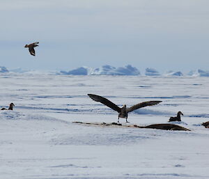 Giant petrels on the ice. One is flying with a huge wingspan.