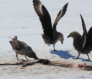 Three skuas feeding on the carcass of something dead.