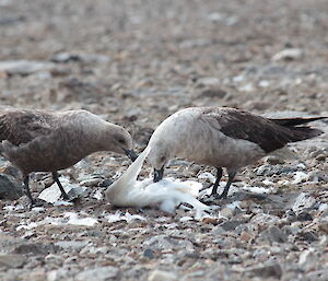 Skua feedings on a white bird.