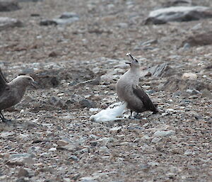 Skuas feeding, one bird has its head raised and beak open.