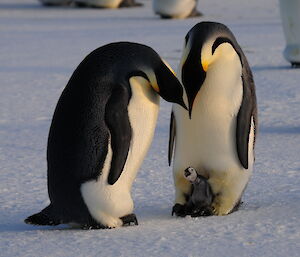 Chick tucked between one adult’s legs while another bends down to look at it.