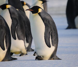 Emperor penguin chick between its dad’s legs.