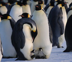 Emperor Chick being checked by an adult