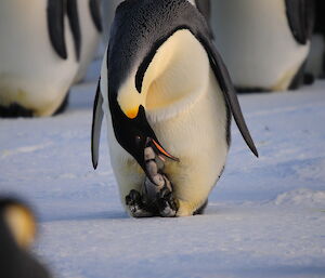 Emperor Chick has its whole head inside the adult bird’s mouth to get the food.