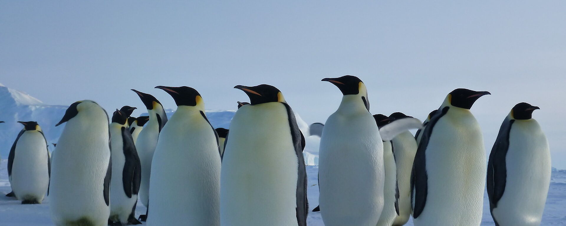 Emperor penguins in a group, ice in the background