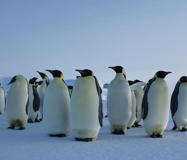 Emperor penguins in a group, ice in the background