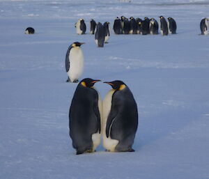 Two emperor penguins touch their beaks together