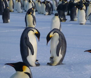 Two emperor penguins, each with a chick tucked ebtween heir feet, like they are chatting about their children.