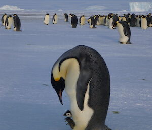 An emperor penguin bends down to check the chick snuggled between its feet