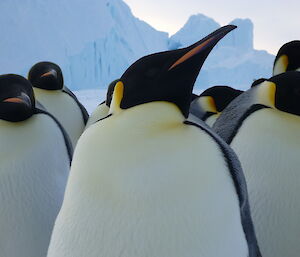 Emperor penguin, with one close and showing the white chest and black beak and chin.